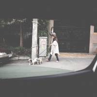 Bad doggy: An Iranian woman takes her dogs for a stroll in the high-end Elahiyeh district in the northern suburbs of Tehran late last month. Renewed crackdown targets Iran's dog lovers