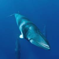 Six-meter dwarf: A dwarf minke whale swims around Australia’s Great Barrier Reef, off the state of Queensland, in this picture released Wednesday. Mysterious whales tracked