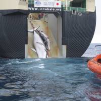 End of the line: A Minke whale and her 1-year-old calf are hauled aboard the Nisshin Maru, the world’s only whale-factory ship, in the Southern Ocean in February 2008. In this case, Japan’s “legal research” advertised on the ship’s stern left a large wound from an explosive harpoon in the calf’s belly. In science terms, Japan has no need <em>at all</em> to kill whales