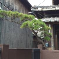 The pine branch arching over the entrance to a house is a common Japanese landscaping technique. The pine tree is a symbol of longevity in Japan. Sounds that stem from quietude — when a tree falls down