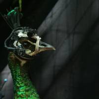 Through its eyes: A peahen wears a small camera on top of its head that researchers used to study the female birds’ attraction to peacock plumes. Scientists looked at what parts of the plumage the peahen observed and the amount of time it spent looking at each location. Eye-trackers help scientists study how peacock tails lure peahens