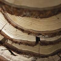 On the up: Stacked redwood samples lie in a lab at Humboldt State University in Arcata, California. The trees are in the midst of an unprecedented growth spurt due to climate change. Wood seen as key to better biofuels