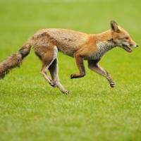 Sly devil: A fox runs onto the pitch before the Six Nations International rugby union match between England and Scotland at Twickenham Stadium in southwest London in March 2011. Capital's 10,000 foxes a source of joy, bother for Londoners