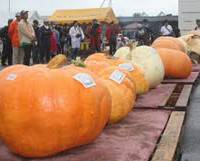 Pumpkin parade: Pumpkins are displayed at a previous Cinderella Dream Festival. Pumpkins to go on show for Cinderella festival