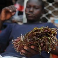 Jaw chaw: A man holds khat in Nairobi in July. Khat, or miraa, has been chewed for centuries in the Horn of Africa. British Somalis brace for khat ban