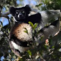 Barely hanging on: A male Indri lemur feeds on leaves in a nature reserve in Andasibe, Madagascar Lemurs face extinction unless Madagascar acts on poverty: scientists