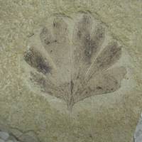 Ancient kin: A 49-million-year-old Ginkgo dissecta fossil from the Klondike Mountain Formation in Washington state. Unique ginkgoes are living fossils