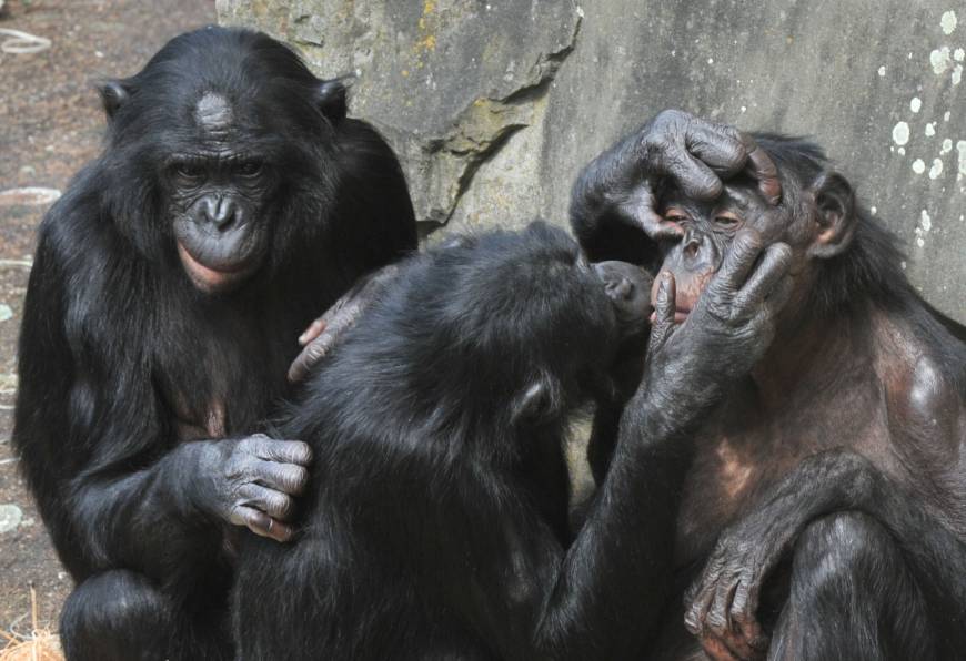 Humans, apes share emotional similarities The Japan Times
