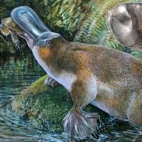 New find: This image released by Peter Schouten shows an artist’s impression of a newly discovered species of an extinct platypus, Obdurodon tharalkooschild, discovered in Queensland, Australia, and a shot (inset) released by Rebecca Pian showing the tooth of the platypus Extinct 'Godzilla' platypus found in Australia