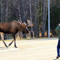 Dying off: A bull moose crosses Kincaid Park Road in Anchorage, Alaska. Ecologists in the United States warn that moose could be gone within a decade. What's happening to moose?