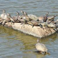 Soaking in the rays: Red-eared terrapins bask in the sun in Irigaike Pond in Nagakute, Aichi Prefecture. Nagakute turns on rogue pond turtles