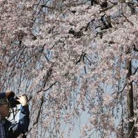 A man takes a photo of the cherry blossom trees which began blooming yesterday at Shinjuku Gyoen park in Tokyo.
It's official: First cherry blossoms mark the start of spring