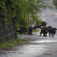 When animals attack: Wild boar and crows in Fukushima Prefecture compete with abandoned cats for scraps of food. Fukushima: animal kingdom