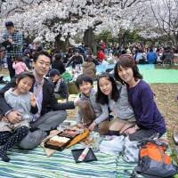 Under the pink: Families will gather to celebrate the arrival of spring over the next couple of weeks, as ethereal pink buds of sakura (cherry blossom) burst into life. Our guide to family <em>hanami</em> hot spots