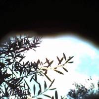 Open wide: A scene from Yu Araki’s video installation “Angelo Lives” (2014) Symbolic olives trace the journey of Catholics in Japan