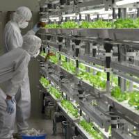 Workers inspect lettuce at the Aizu-Wakamatsu Akisai Vegetable Plant, in Fukushima Pref. Fujitsu harvests low-potassium lettuce grown in semiconductor plant