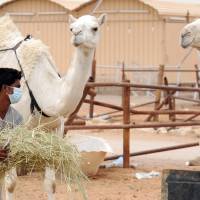 Handling concerns: An Indian worker feeds camels at his Saudi employer's farm near Riyadh on Monday. Saudi Arabia targets camels in bid to combat MERS