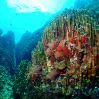 Threatened: Spectacular corals are still thriving in Oura Bay, northeast Okinawa. Part of this bay would be filled in to make way for a new runway for U.S. forces on reclaimed land off Nago under a plan agreed by the Japanese and U.S. governments. Caroline Kennedy, dive with me in Okinawa and it'll change your mind