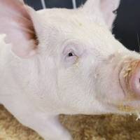 Pig out: Scientists estimate the Porcine Epidemic Diarrhea virus has wiped out 10 percent of the U.S. pig population. Mystery over pig virus origins sparks concern