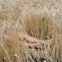 A body lies in a field of wheet a day after Malaysia Airlines Flight MH17, carrying 298 people, crashed near the town of Shaktarsk, in rebel-held east Ukraine, on Thursday. Bodies rained down on village after plane was shot out of sky