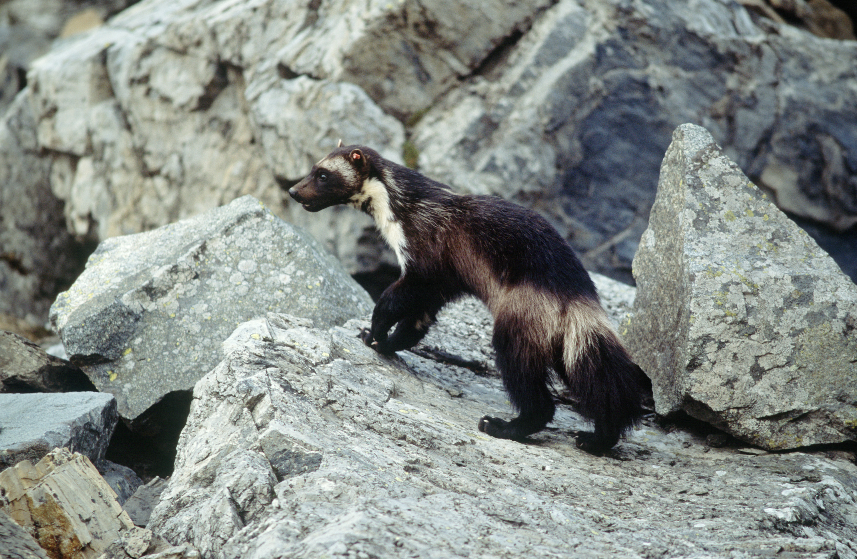 U.S. to drop protections for snowloving wolverines The Japan Times