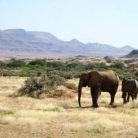 Far from home: Desert elephants in Namibia have larger feet and longer legs than other African elephants. Finding elusive elephants on Namibia safari
