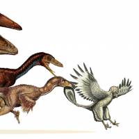 the evolution of dinosaurs to birds