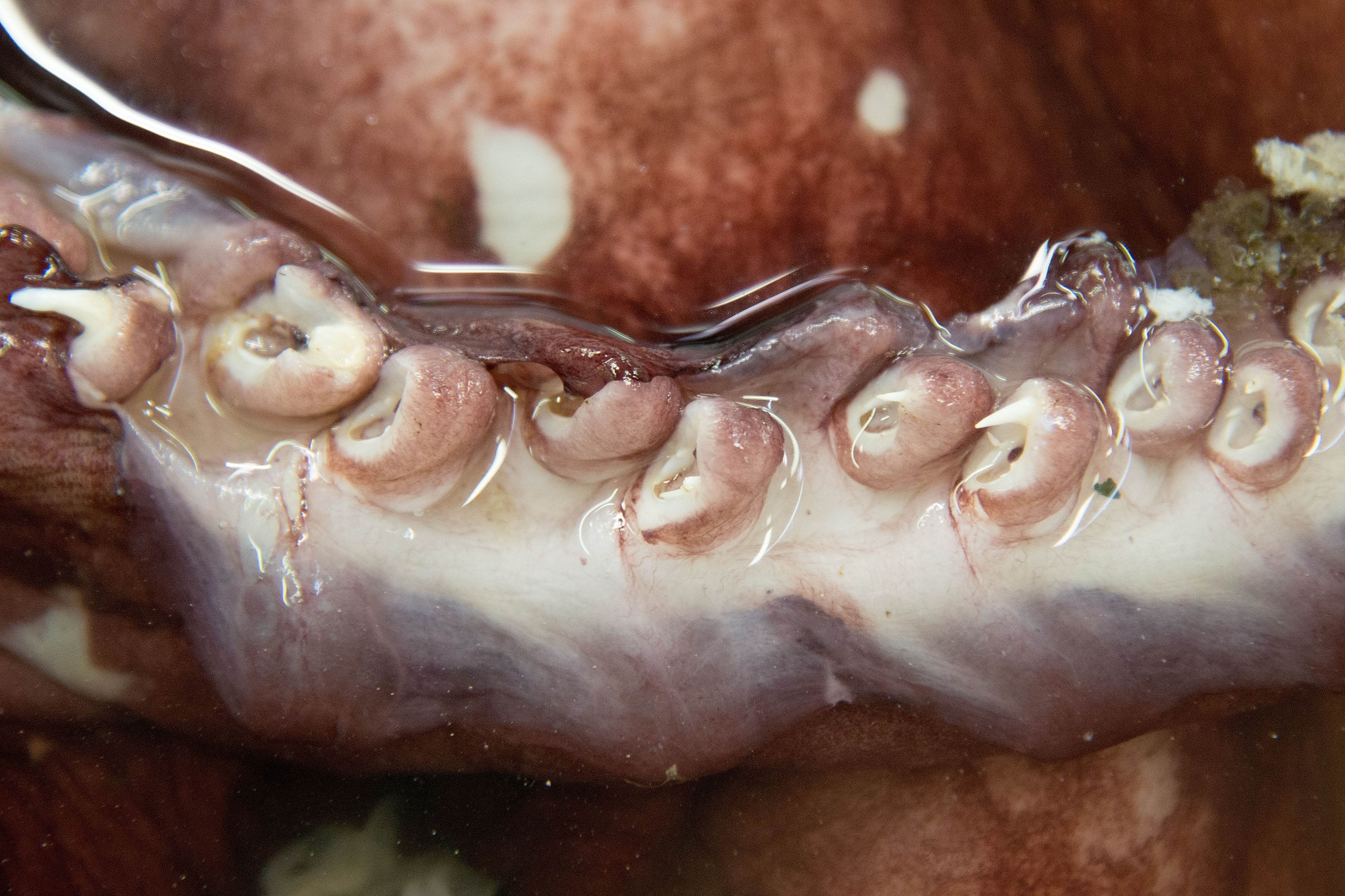 Taking the kraken: Colossal squid caught off Antarctica offers