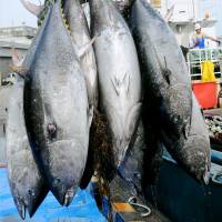 Bluefin tuna caught off Sakaiminato port in Tottori Prefecture are unloaded June 2. International conference strikes deal to slash bluefin tuna catches
