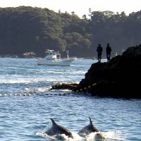 This file photo taken Nov. 23, 2003, shows two Risso’s dolphins being herded by fishing boats near the village of Taiji, Wakayama Prefecture. Contentious annual dolphin hunt begins in Taiji