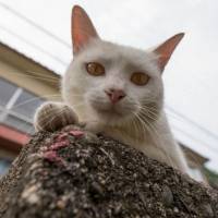 Careless whiskers: The cats of Ainoshima, or Cat Heaven Island, run free and wild. Their abundance on the island has allowed scientists to study their social interactions. The feral felines of Cat Heaven Island