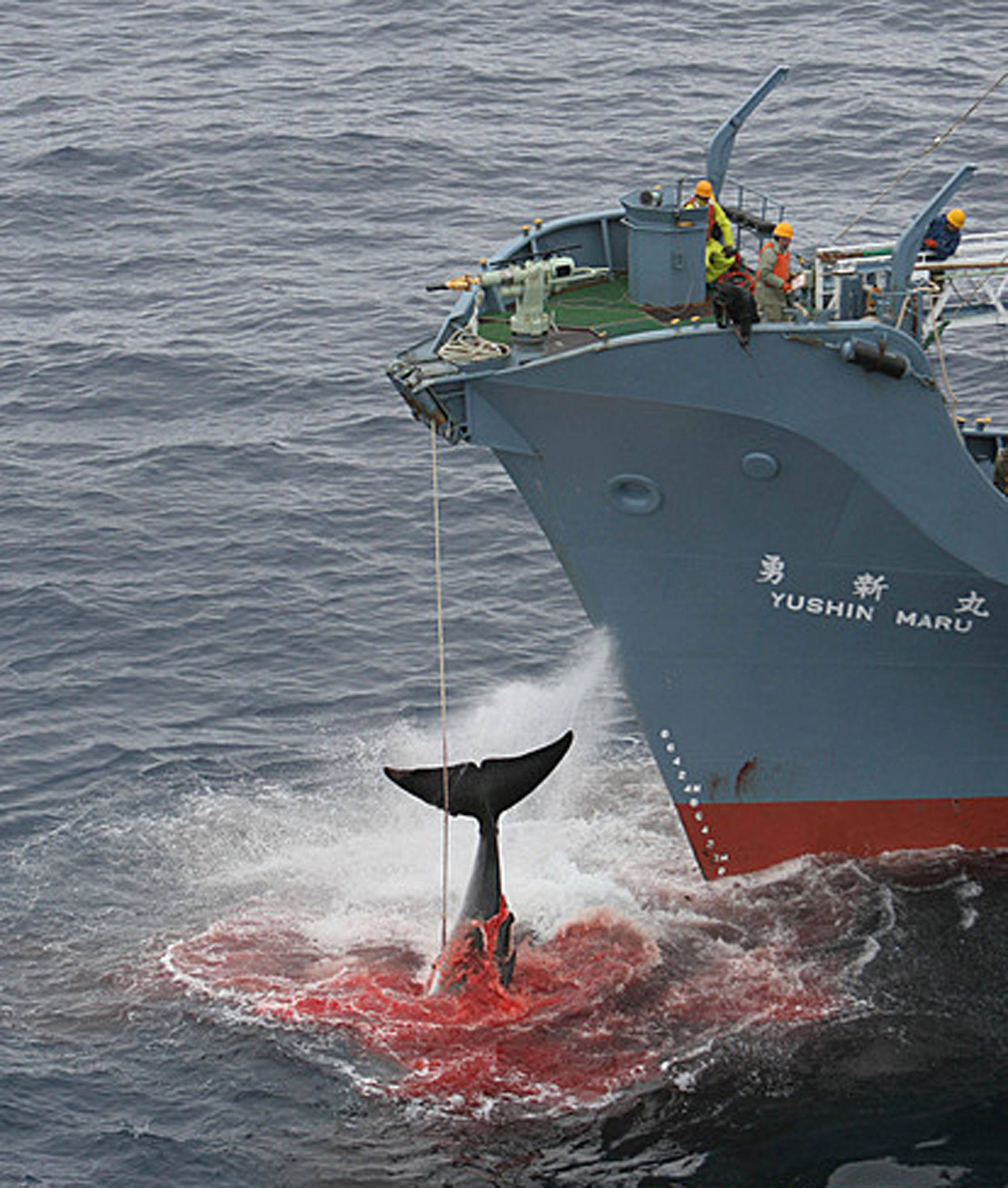 Japan's socalled research whaling program faces an uncertain future