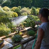 Morning shower: Hiroshi Takeyama, owner of Fuyo-en, waters his bonsai before the sun becomes scorching hot. Cultivating shrunken worlds in Bonsai-mura