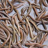 Close quarters: Eel numbers are falling to overfishing. Eels face the slippery slope to extinction