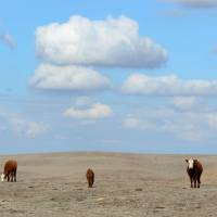 Hereford cattle roam the fields of a ranch, parched due to changing weather patterns, on the outskirts of Delano in California's Central Valley. Fossil fuel reserves 'must be left untouched': scientists