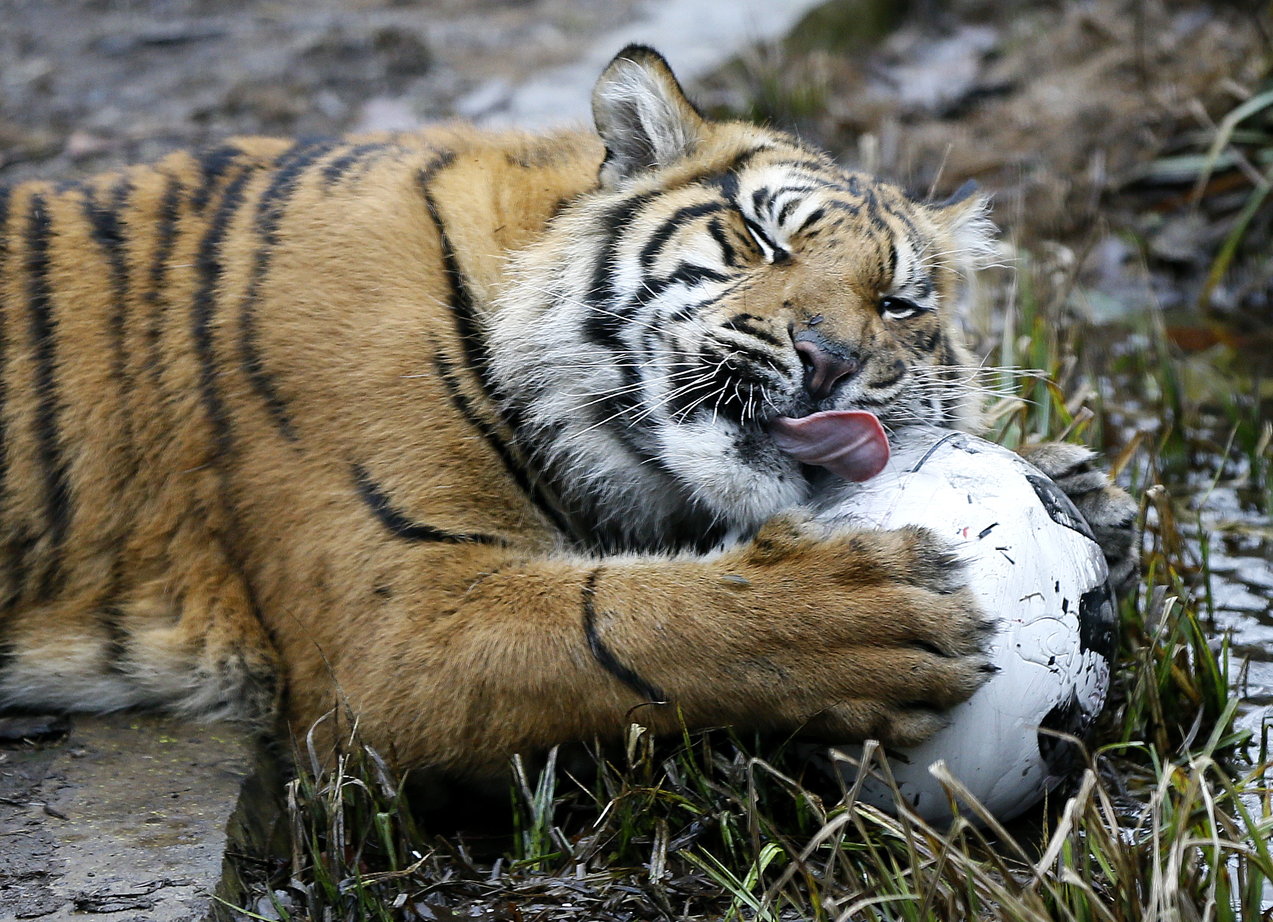 Critter count: London Zoo begins annual animal census | The Japan Times