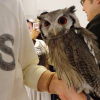 Fukuro no Mise’s owls are tame but not potty-trained. Other cafes offer animals ranging from rabbits to goats. It's a hoot hanging out with owls at this Tokyo cafe