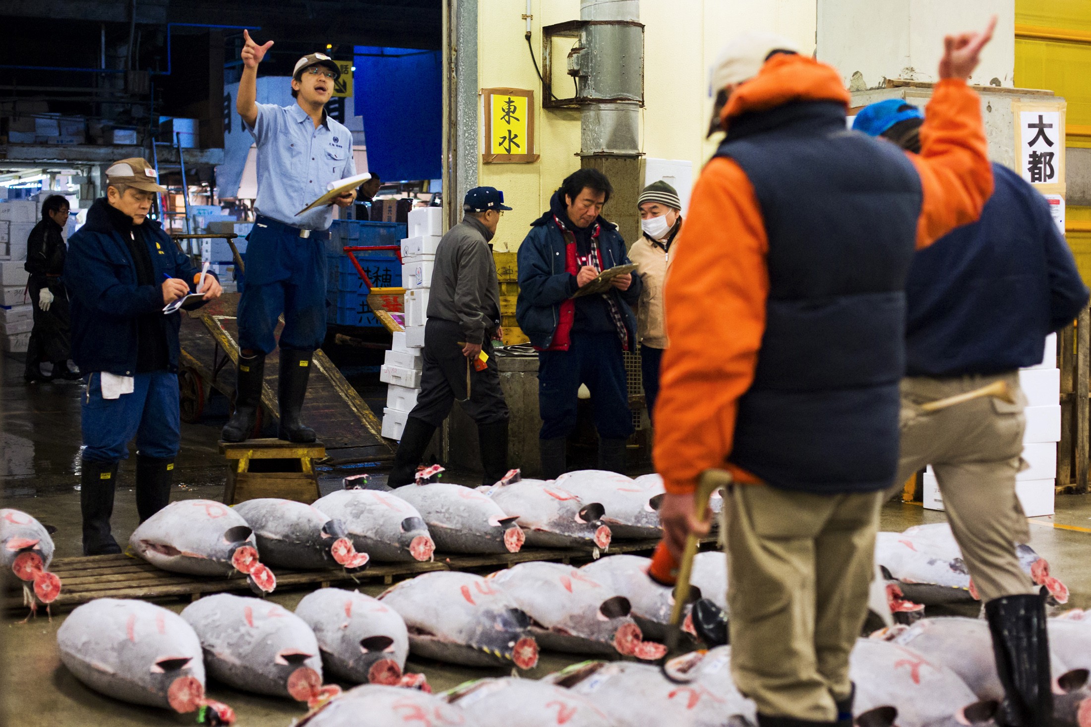 Bluefin tuna goes for ¥4.51 million in Tsukiji's first auction of year