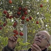 French nurseryman Michel Baches looks at Australian finger limes in Eus, southwestern France. Australia's exotic citrus leaves a sharp impression