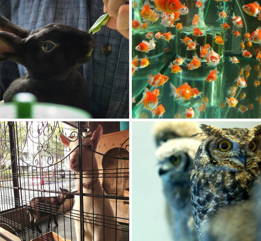 Tokyo’s menagerie of pet cafes Clockwise from upper-left: <a href=https://flic.kr/p/csnX8j>John Gillespie</a> / <a href=https://flic.kr/p/dnrSZ4>tomosuke214</a> / <a href=https://flic.kr/p/gPtqkn>yamauchi</a> / <a href=https://flic.kr/p/haVUUx>wombatarama</a> | CC BY 2.0