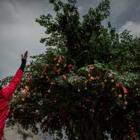 A woman wearing bright red for luck throws a wish in a special tree in the Hong Kong village of Lam Tsuen on Thursday. Hong Kong 'wishing tree' draws tens of thousands