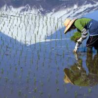 A woman plants rice by hand in a paddy field below Mount Fuji. Prime Minister Shinzo Abe will soon submit legislation to shake up the sector, while simultaneous talks on the Trans-Pacific Partnership threaten to eliminate tariffs that protect farmers. Farming reforms set to test Abe's resolve
