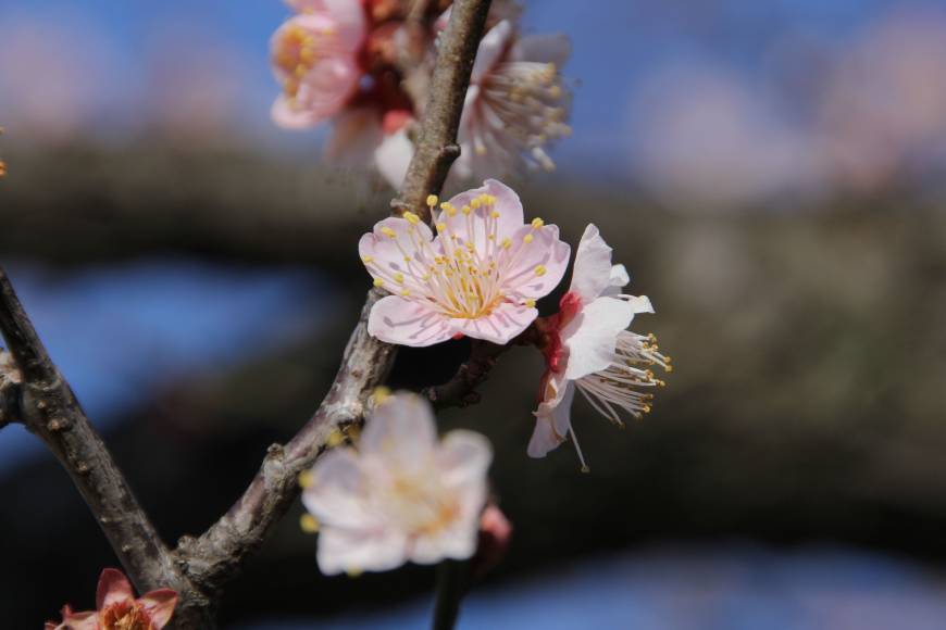 Finding Thrills On Plum Blossom Hill The Japan Times Finding Thrills On Plum Blossom Hill The Japan Times