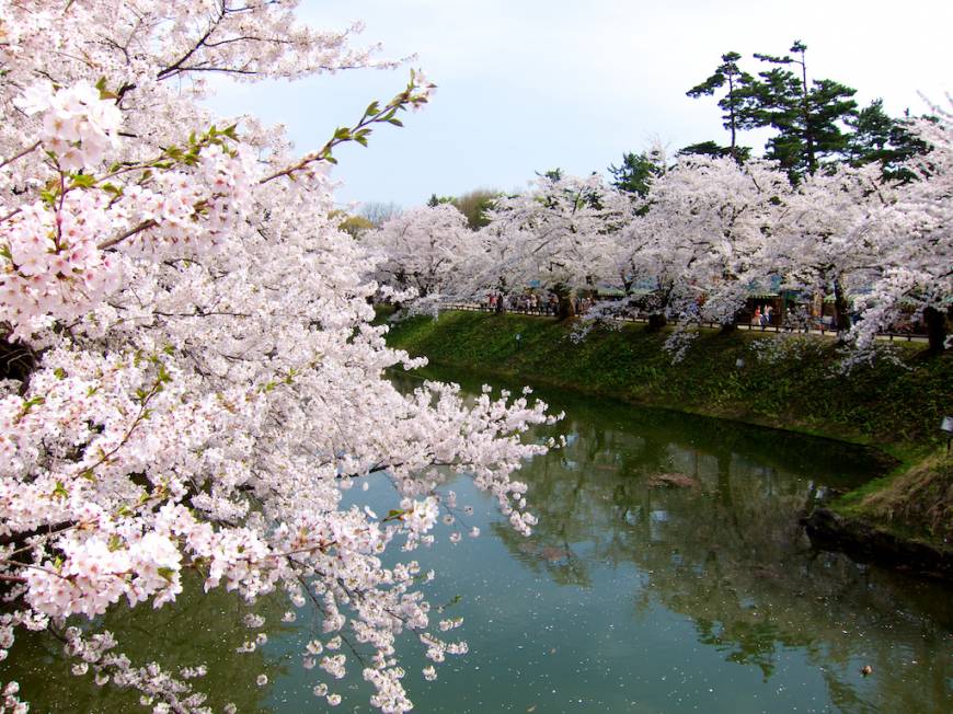 Prime hanami (cherry blossom viewing) spots in Japan HATAKE_S