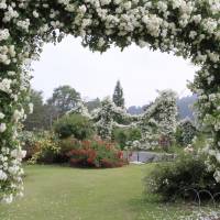 A picture taken by owner Katsuhide Okada shows the Futaba Rose Garden in Fukushima Prefecture before the March 11, 2011, disaster.
Labor of love left to wither and die in Fukushima
