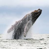 A Humpback whale jumps in the Pacific Ocean at the Uramba Bahia Malaga natural park in Colombia in 2013. The whale has long been considered an endangered species, but the U.S. government said Monday that the population has rebounded in most areas and no longer needs protection. Humpback whales mainly no longer endangered: NOAA