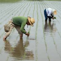 Farmers plant rice seedlings in a paddy field in the city of Narita in Chiba Prefecture at the end of April. Rice farmers scrap seedlings to sow directly in cost-cutting push