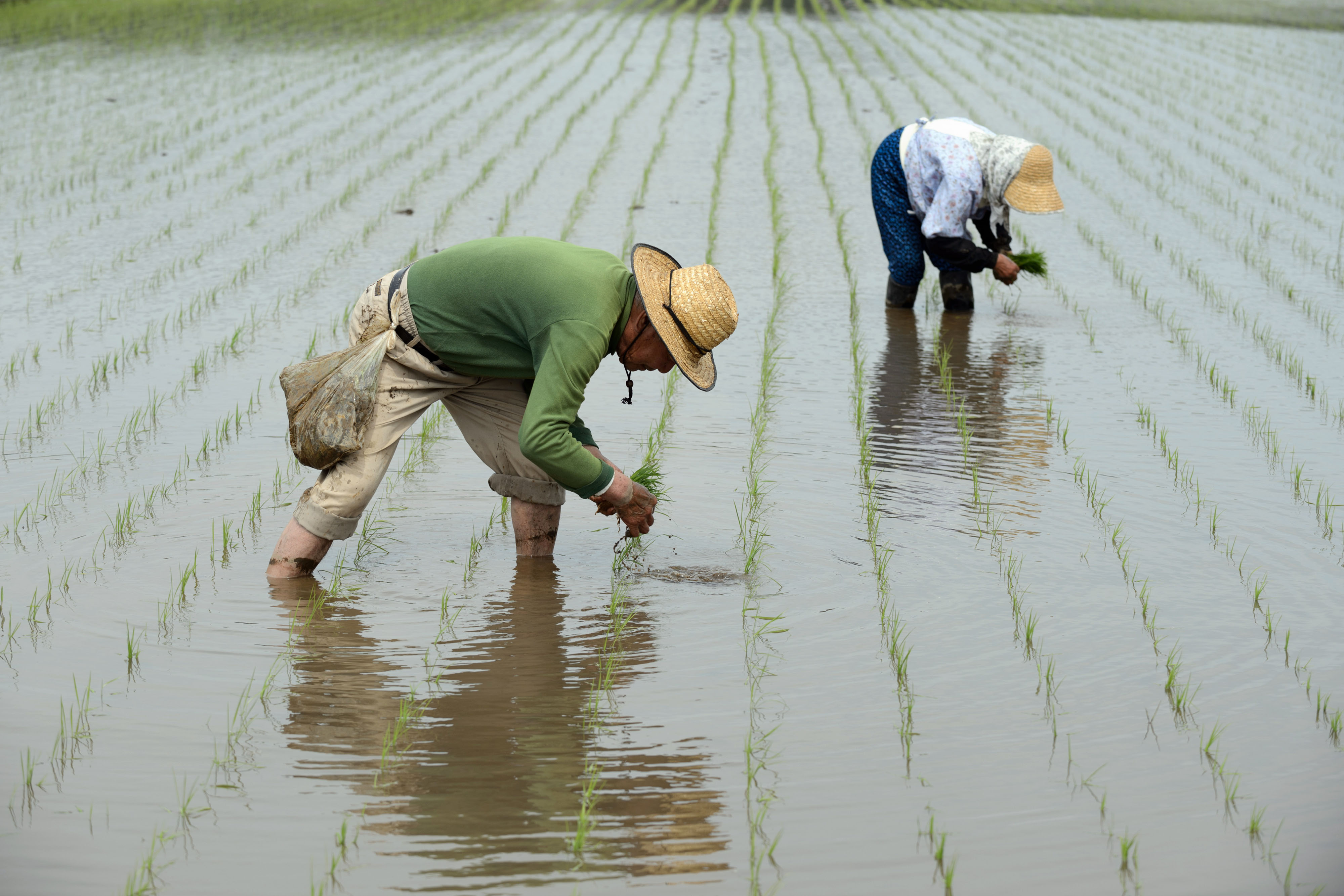 Rice farmers scrap seedlings to sow directly in costcutting push The
