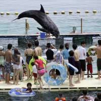 Dance of dolphins: A Risso’s dolphin jumps in front of holidaymakers in a small ocean cove in Taiji, Wakayama Prefecture, in 2010. A media circus surrounds Japan's animal acts