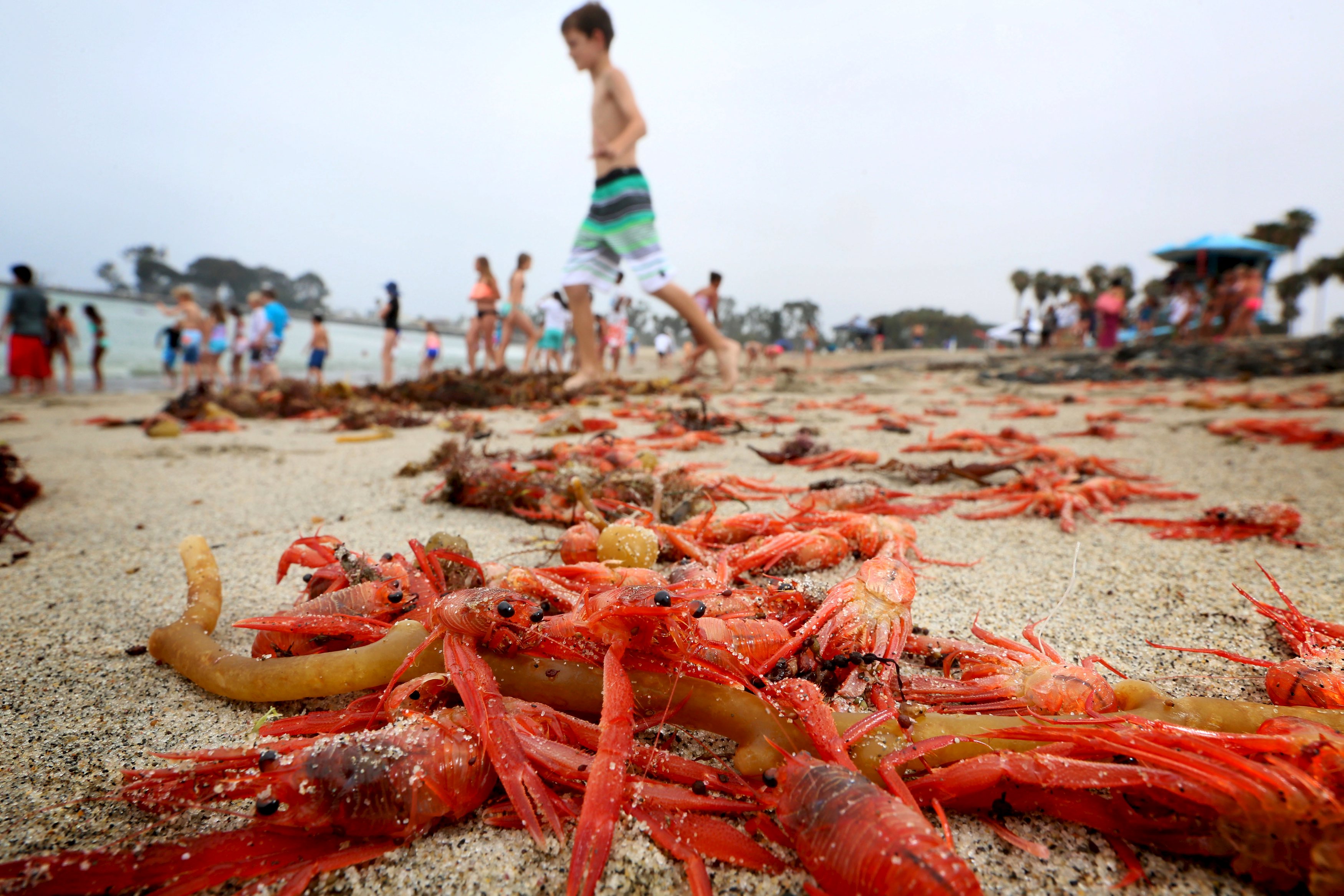 Warm currents washing swarms of red crabs up on Southern California